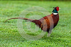 Ring necked pheasant wildlife colored bird