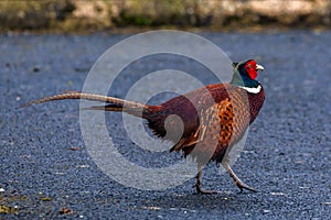 Ring necked pheasant wildlife colored bird