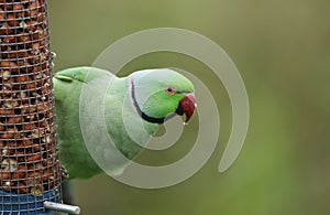 A pretty ring-necked, or rose-ringed Parakeet feeding from a peanut feeder. It is the UK`s most abundant naturalised parrot. photo