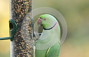 A ring-necked, or rose-ringed Parakeet feeding from a seed feeder. It is the UK`s most abundant naturalised parrot. photo