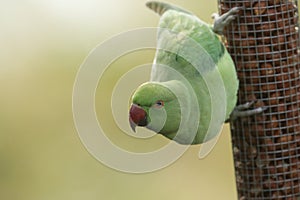 A pretty ring-necked, or rose-ringed Parakeet feeding from a seed feeder. It is the UK`s most abundant naturalised parrot. photo