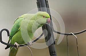 A pretty ring-necked, or rose-ringed Parakeet perching on a bird feeder. It is the UK`s most abundant naturalised parrot. photo
