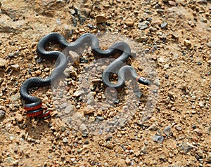 Ring-necked Snake.