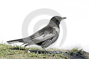 Ring ouzel bird