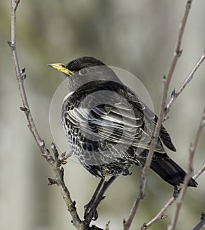 Ring ouzel bird in tree