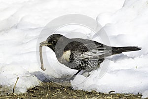 Ring ouzel catching worm