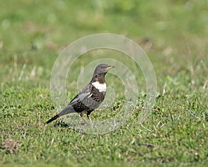 Ring Ouzel