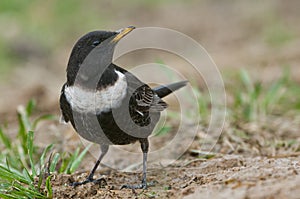 RING OUZEL - Turdus torquatus