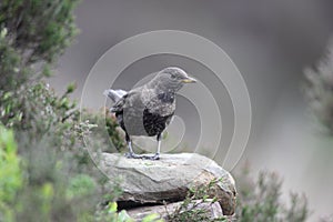 Ring ouzel, Turdus torquatus