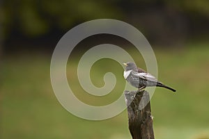 Ring ouzel, Turdus torquatus, male, in natural habitat