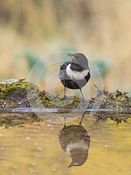 Ring Ouzel with water reflections