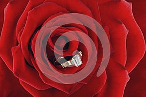Ring put in the center of beautiful blossoming red rose. Concept of Holiday Valentine`s day, engagement and wedding