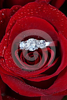 Ring in red rose petals