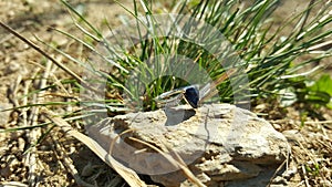 Ring with saphire lie on a big stone