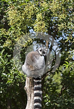 Ring tai lemur at Ueno zoo in Tokyo, Japan