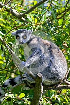 Ring tail lemur
