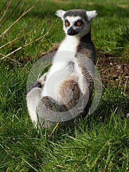 Ring tail lemur