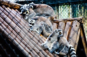 Ring tail lemur