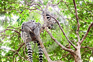 Ring tail lemur