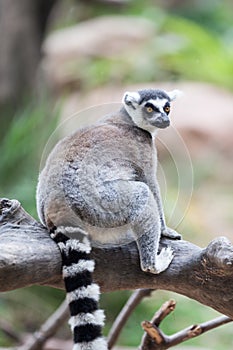 Ring Tail Lemur