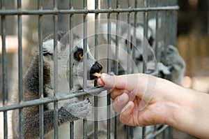 Ring-tail Lemur feed time