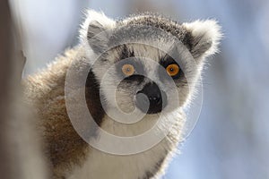 Ring tail lemur