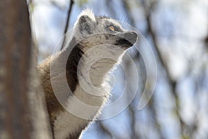 Ring tail lemur