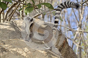 Ring tail lemur
