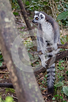 Ring Tail Lemur On The Lookout
