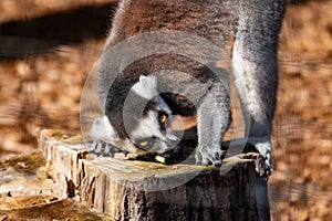 Ring tail Lemur - part of the prosimian family