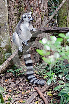 Ring Tail Lemur relaxing