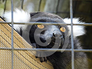 Ring Tail Lemur rests in zoo enclosure showing teeth fangs photo