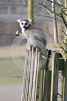 Ring tail lemur sitting on a fence