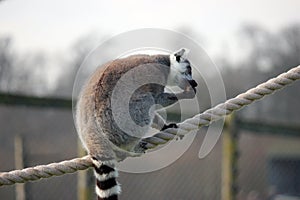 Ring tail lemur sitting on some rope