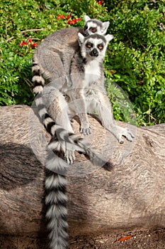 Ring-tail Lemurs sitting on a rock together