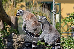 Ring Tail Limas sitting on a camera tripod