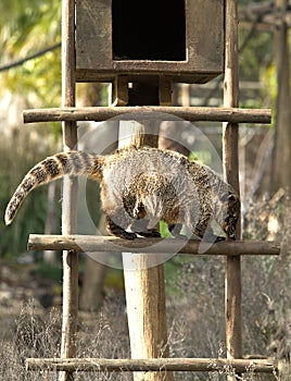 Ring-tailed Coati