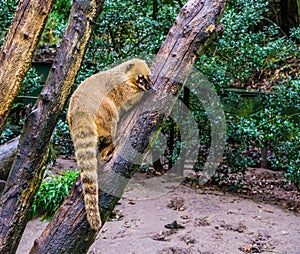 Ring tailed coati climbing in a tree, tropical raccoon from America