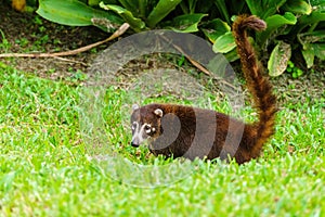 Ring-Tailed Coati looking over shoulder