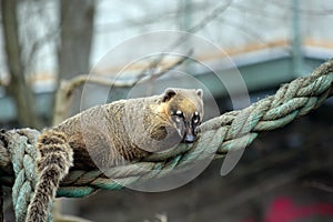 Ring Tailed Coati Lying on Rope Portrait