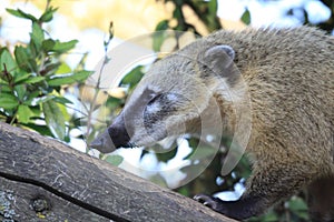 Ring Tailed Coati - Marwell Zoo