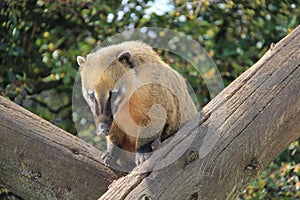 Ring Tailed Coati - Marwell Zoo