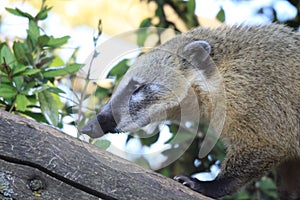 Ring Tailed Coati - Marwell Zoo photo