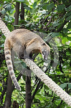 Ring-tailed coati (Nasua nasua)