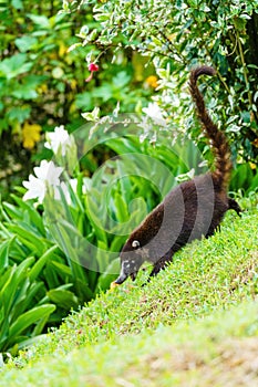 Ring-Tailed Coati (Nasua nasua rufa) walking down a steep incline, taken in Costa Rica