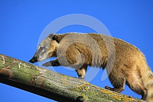 Ring Tailed Coati walking along a branch