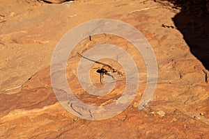 Ring tailed dragon on a red rock in the Kings Canyon, Australia