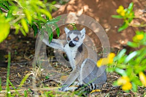 ring-tailed gray lemur in natural environment Madagascar