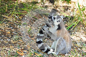 ring-tailed gray lemur in natural environment Madagascar.Close-up, cute primate