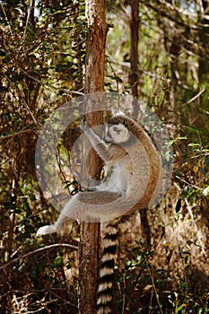 ring-tailed gray lemur in natural environment Madagascar.Close-up, cute primate